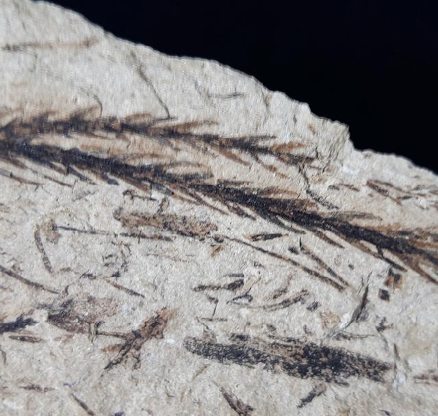 Doliostrobus taxiformis KVACEK 1971 - Bild © FossNet FossilienStore